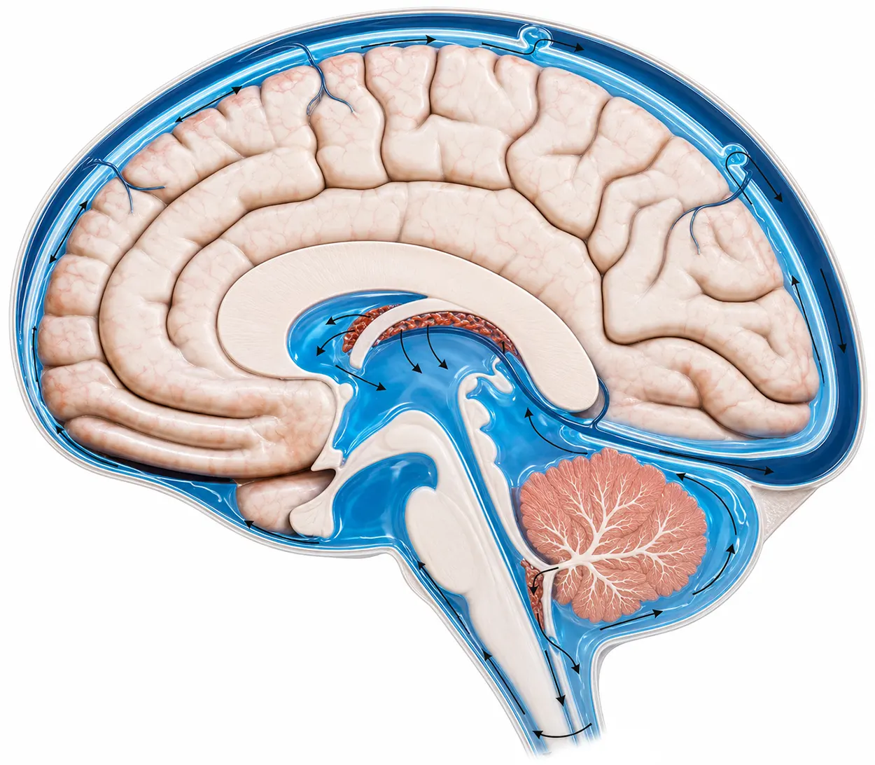 liquido cerebrospinale